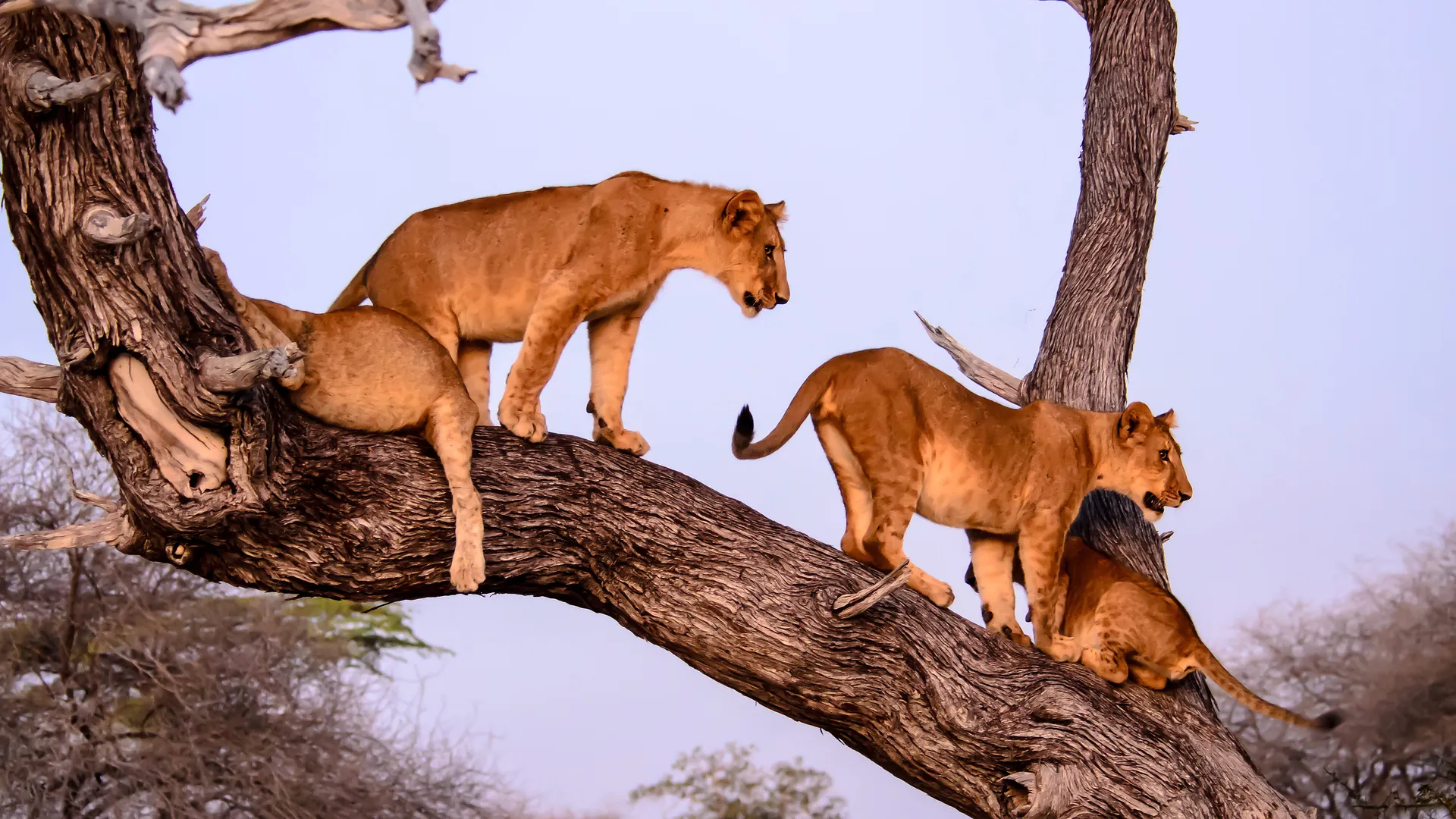 North Tanzania Safari 4 Nächte & 6 Nächte Badeaufenthalt auf Sansibar