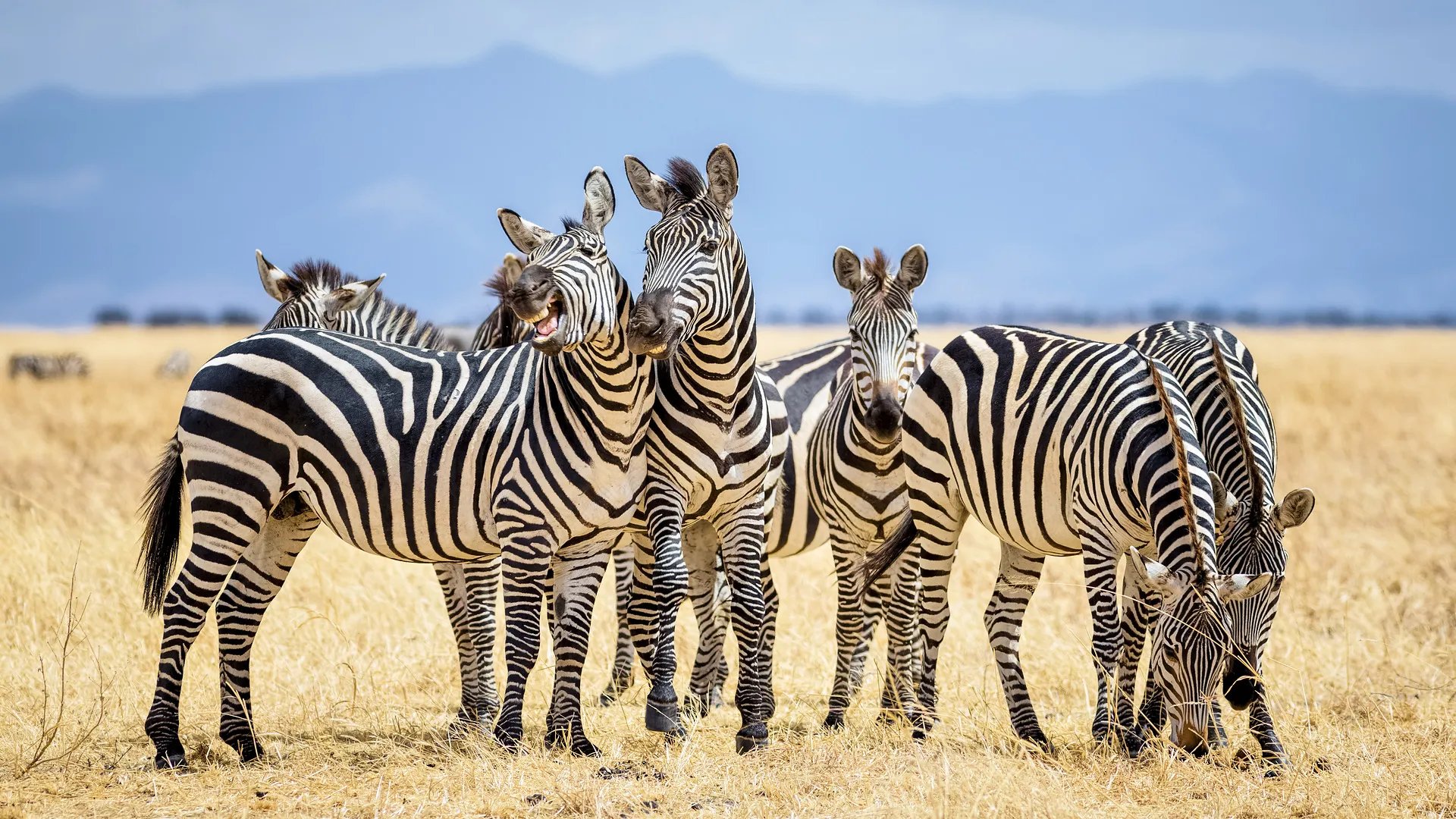 North Tanzania Safari 4 Nächte & 6 Nächte Badeaufenthalt auf Sansibar