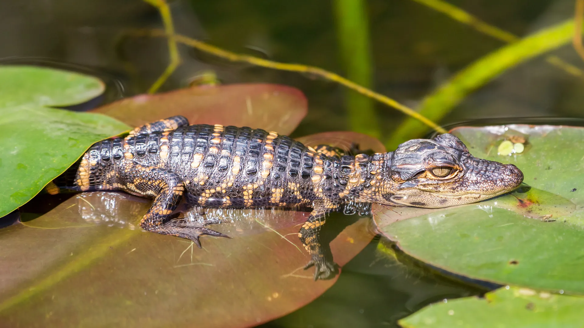 Mietwagenrundreise Florida Kompakt