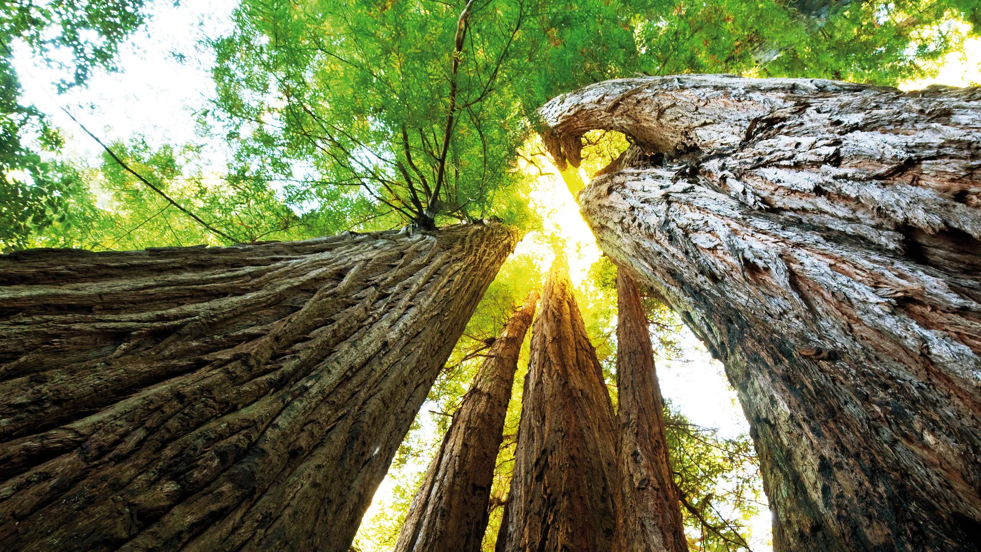 Mietwagenrundreise Highway No.1, Yosemite & Joshua Tree Nationalpark