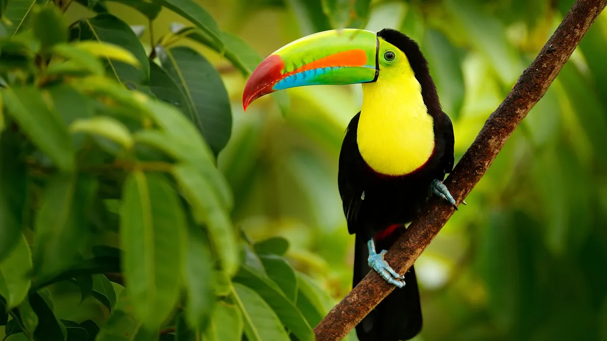 Höhepunkte Costa Rica