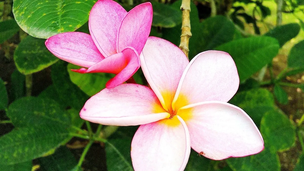 Mietwagenrundreise Erlebnis Costa Rica