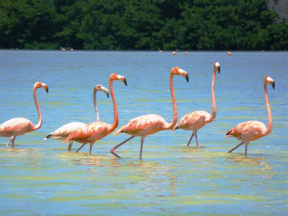 Höhepunkte Yucatans mit Calakmul