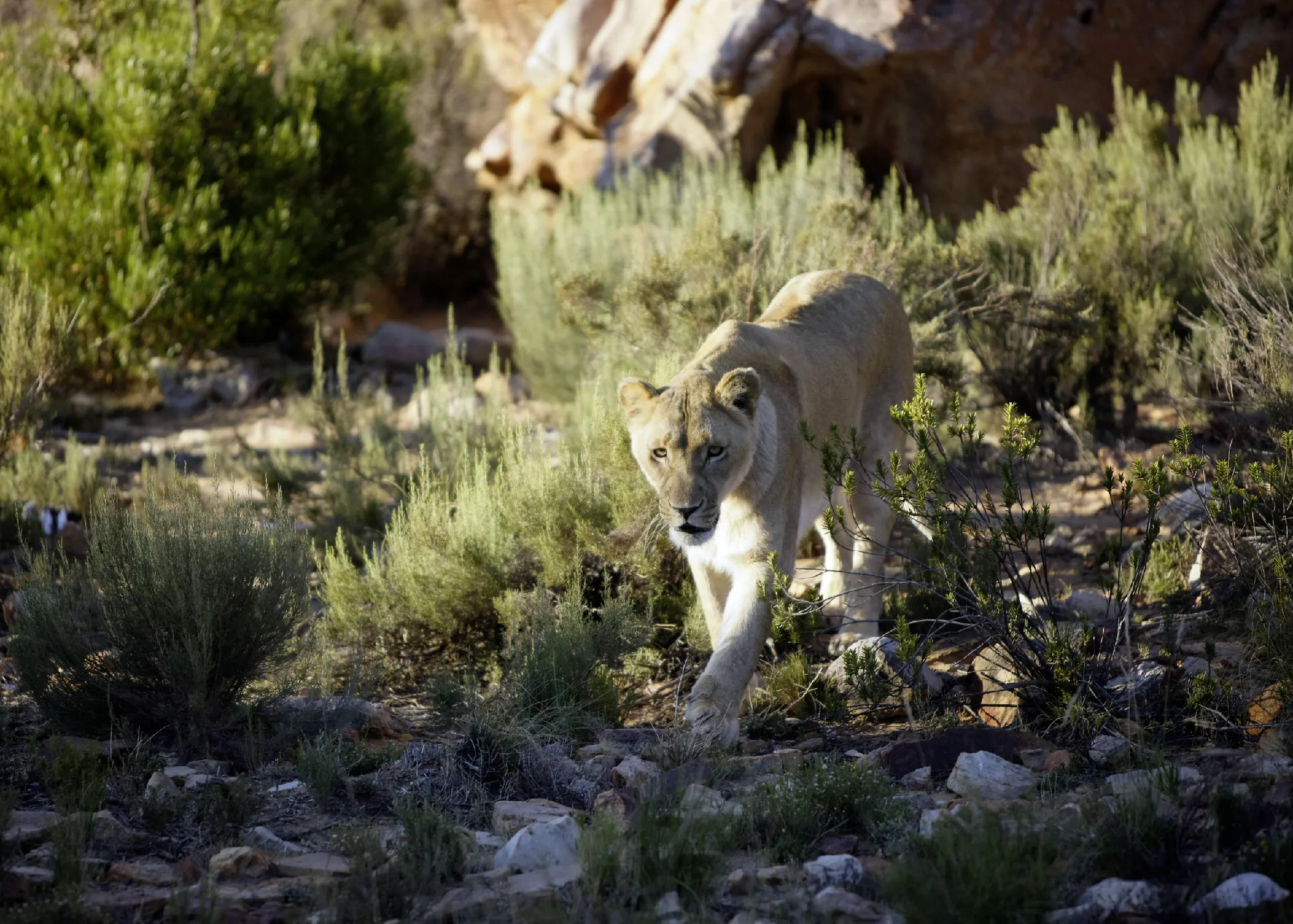 Südafrika - Impressionen