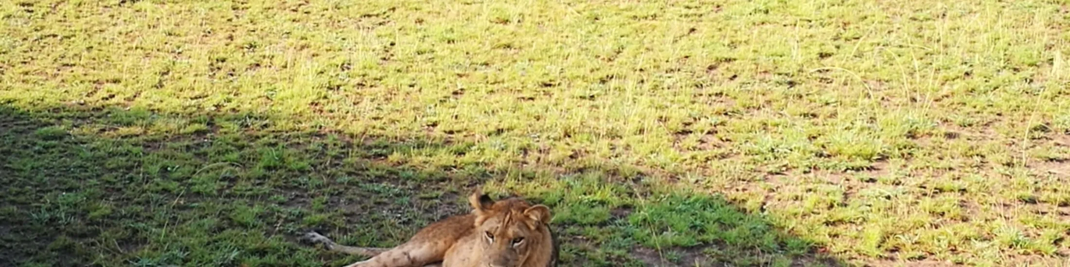Lion Experience Uganda