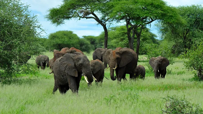 North Tanzania 6 Tage  tour offer cover