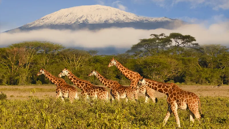 Safari: Tansania & Sansibar tour offer cover