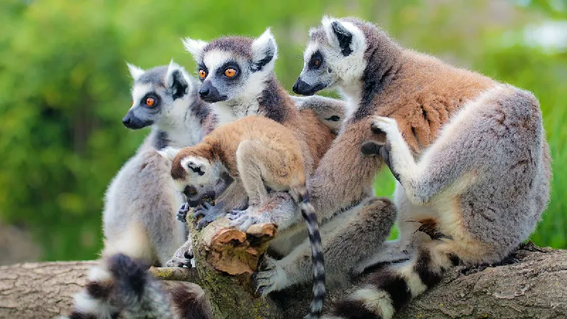 MADAGASKAR | Mit Menschen und Lemuren auf Du und Du tour offer cover