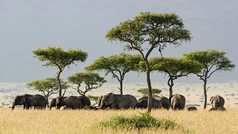 Kenia Safari & Baden tour offer cover