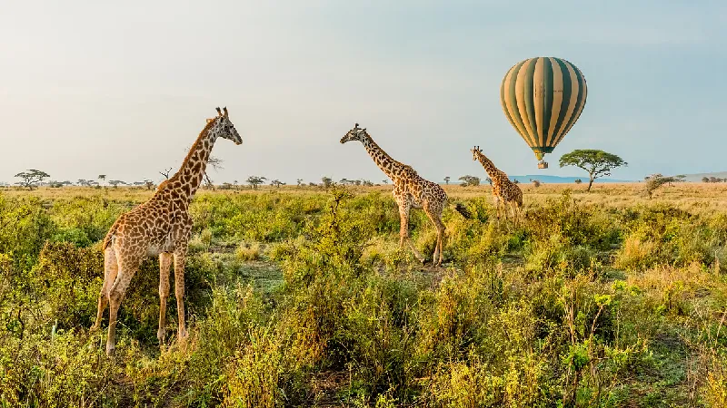 Fly-In Serengeti tour offer cover
