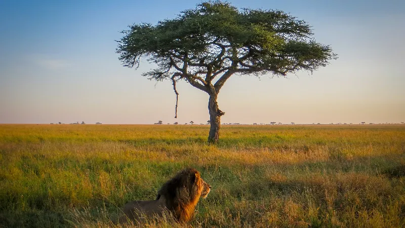Tansania | Safari tour offer cover